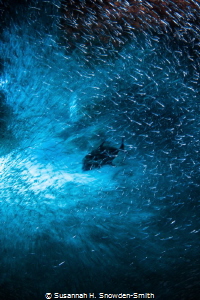"Torrent"
Silversides rush around a jack hunting them in... by Susannah H. Snowden-Smith 